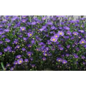 Aster Casamare