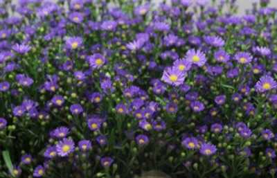 Aster Casamare