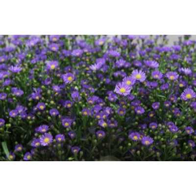 Aster Casamare