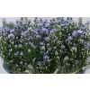 Aster Cassandra