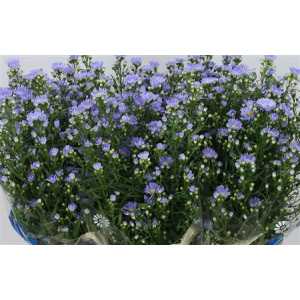 Aster Cassandra