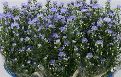 Aster Cassandra