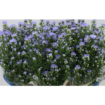 Aster Cassandra