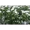 Aster Cassy