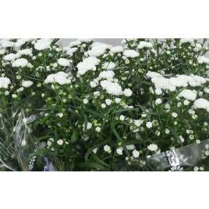 Aster Cassy