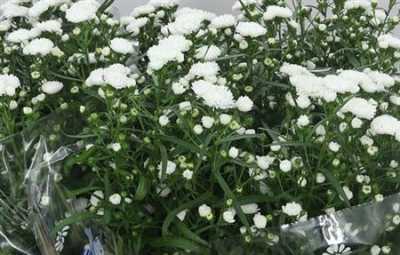 Aster Cassy