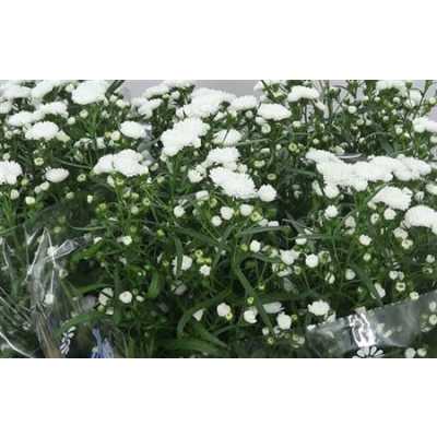 Aster Cassy