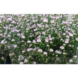 Aster Claudia