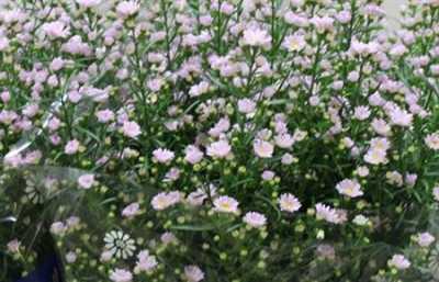 Aster Claudia