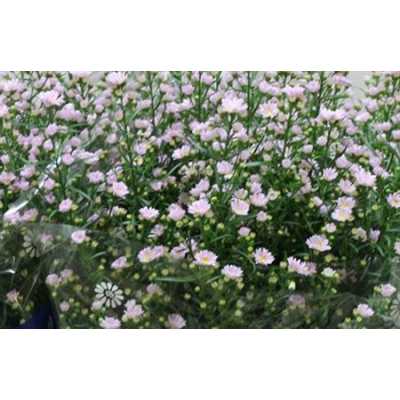 Aster Claudia