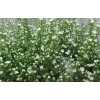 Aster Monte Cassino