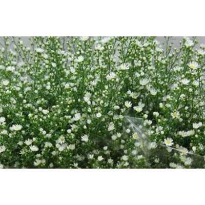 Aster Monte Cassino