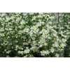 Aster Paquita