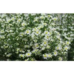 Aster Paquita