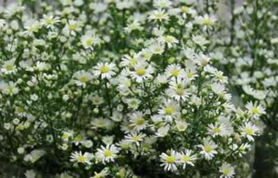 Aster Paquita