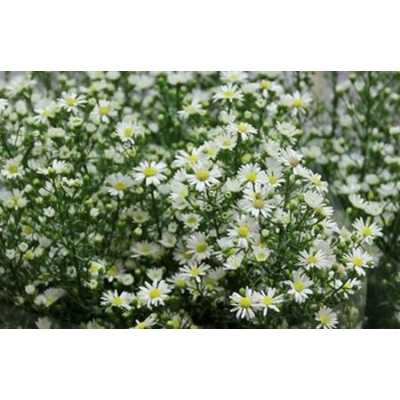 Aster Paquita