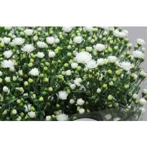 Aster Pretty Wendy