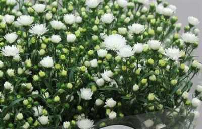 Aster Pretty Wendy