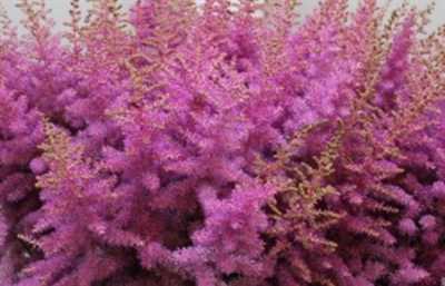 Astilbe Amethyst