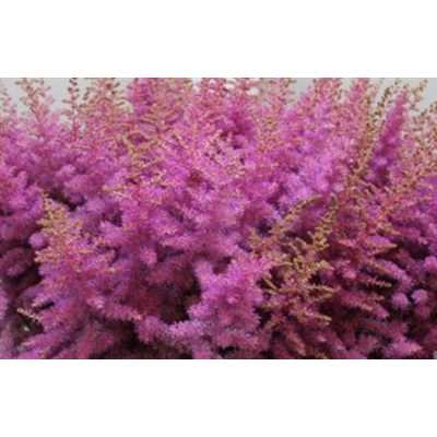 Astilbe Amethyst