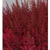 Astilbe Else Schluck