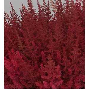 Astilbe Else Schluck