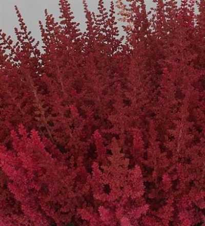 Astilbe Else Schluck