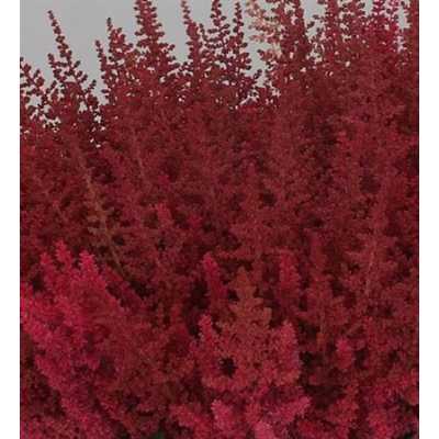Astilbe Else Schluck