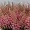 Astilbe Erika