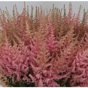Astilbe Erika