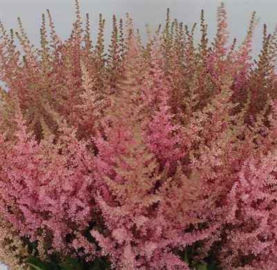 Astilbe Erika