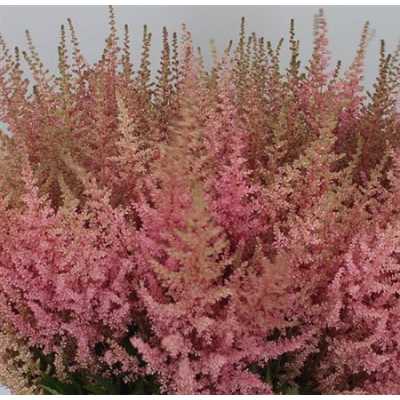 Astilbe Erika