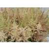 Astilbe Erika Pink Pale