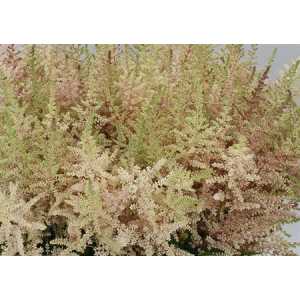 Astilbe Erika Pink Pale