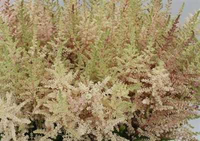 Astilbe Erika Pink Pale