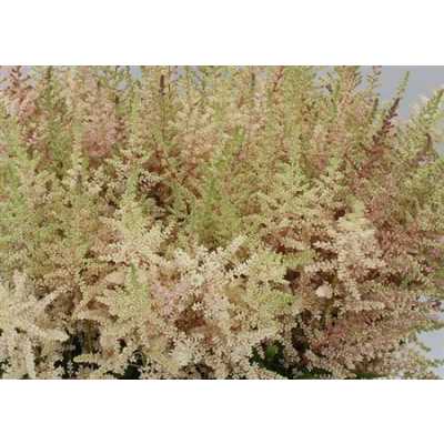 Astilbe Erika Pink Pale