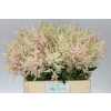 Astilbe Europa