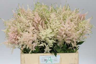 Astilbe Europa