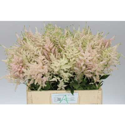 Astilbe Europa