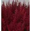 Astilbe Paul Gaarder