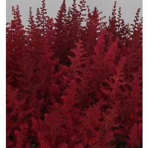 Astilbe Paul Gaarder