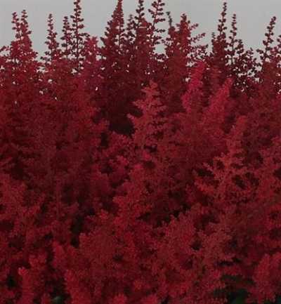 Astilbe Paul Gaarder