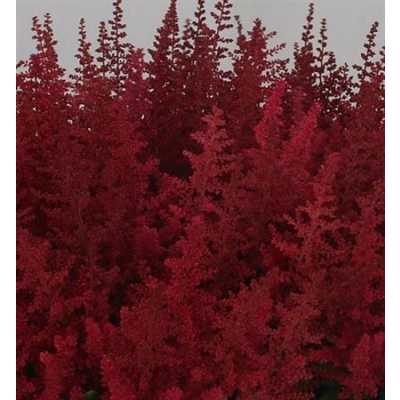 Astilbe Paul Gaarder