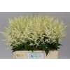 Astilbe Washington