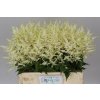Astilbe Washington