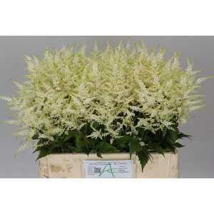 Astilbe Washington