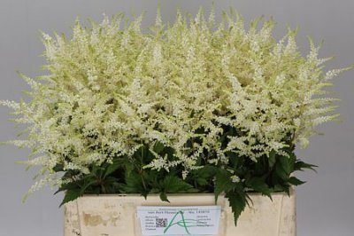 Astilbe Washington