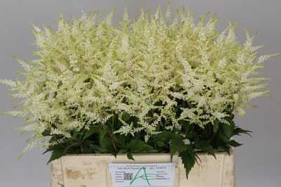 Astilbe Washington