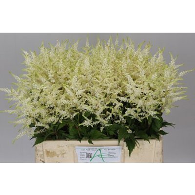 Astilbe Washington