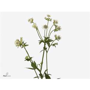 Astrantia Billion Stars